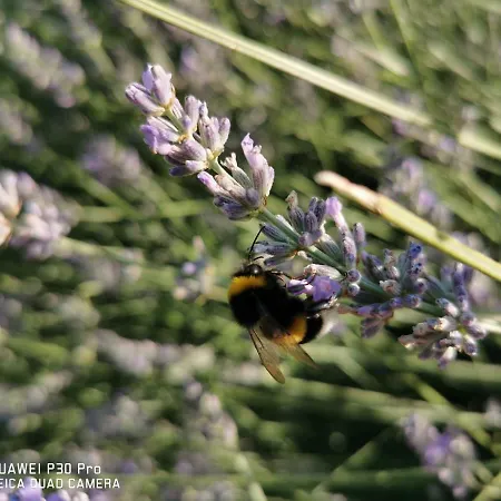 Authentic House Pelegrinka Mali Drvenik