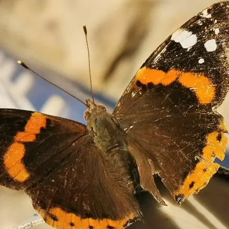 Authentic House Pelegrinka 펜션 말리 드르베니크